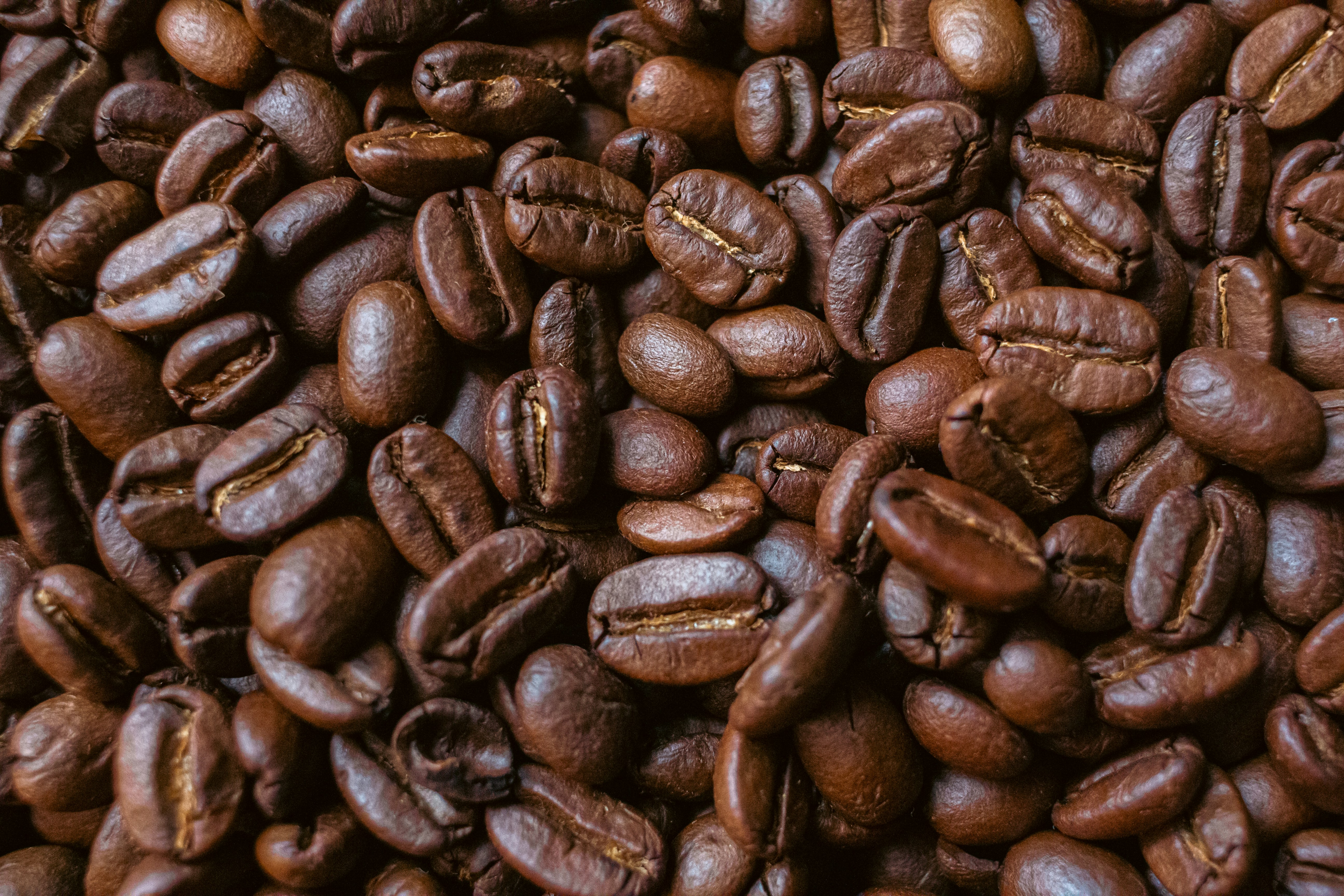 Arabica