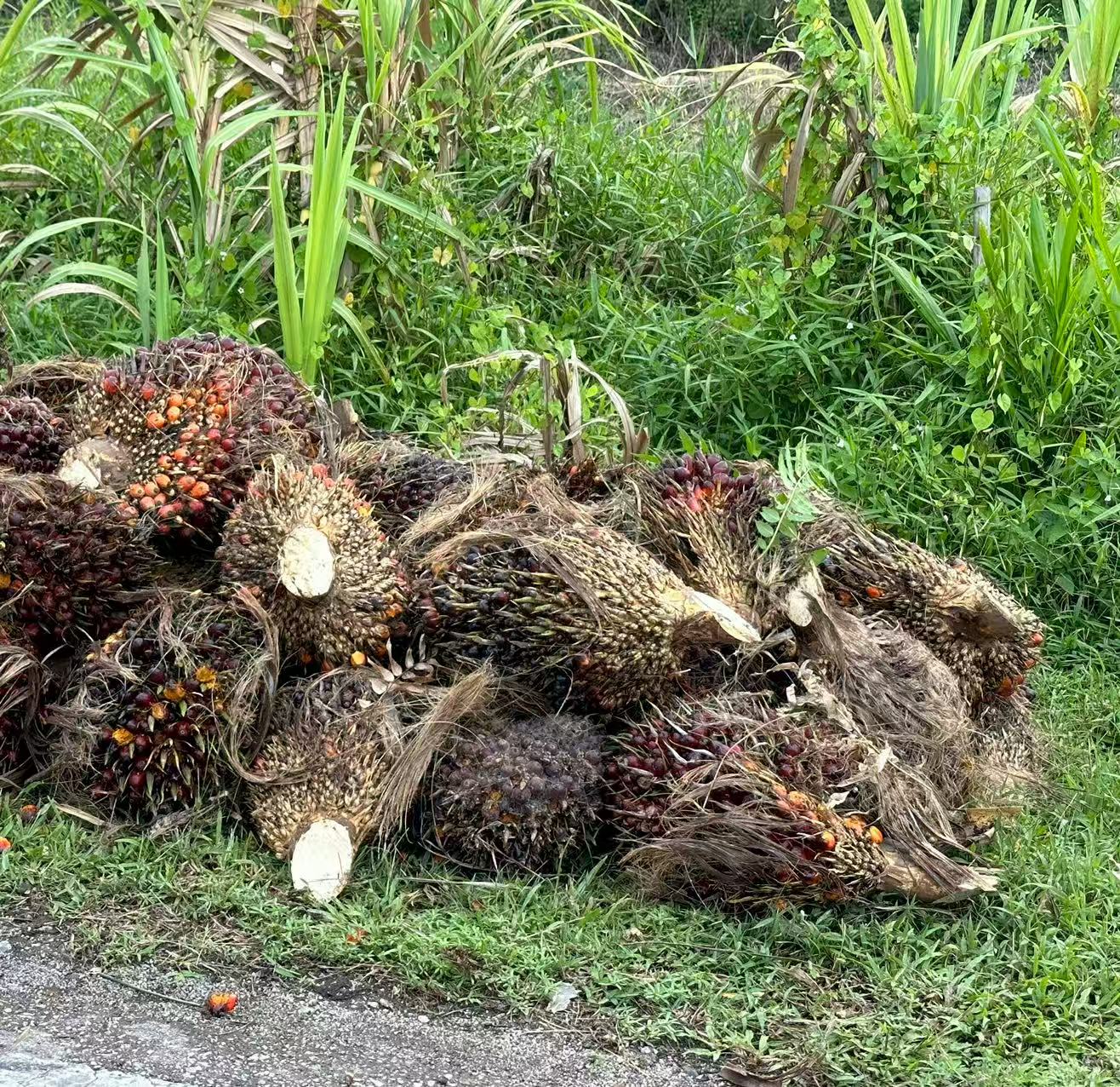 Palm Cooking Oil